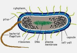 Structure of Bacteria.jpg