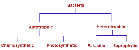 File:Classification-of-bacteria-on-nutrition.PNG