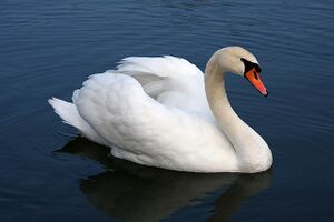 Swan ಹಂಸ.jpg