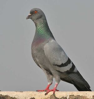 Pigeon ಪಾರಿವಾಳ.jpg