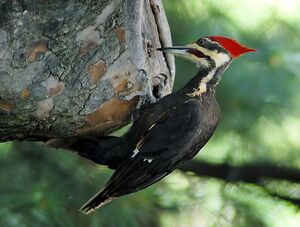 Woodpecker ಮರಕುಟಿಕ.JPG