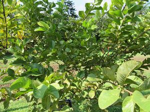 Guava tree ಸೀಬೆ ಮರ.jpg