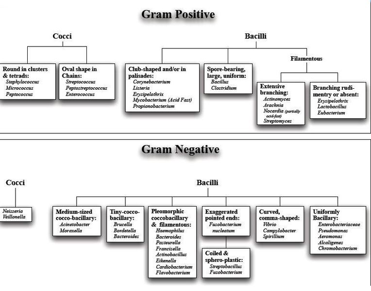 File:Classification-of-grtam-positive-and-negative-bacteria12.jpg