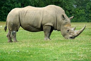 Rhinoceros ಖಡ್ಗಮೃಗ.jpg