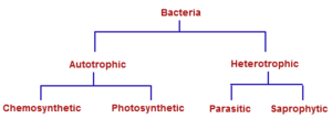 Classification-of-bacteria-on-nutrition.PNG