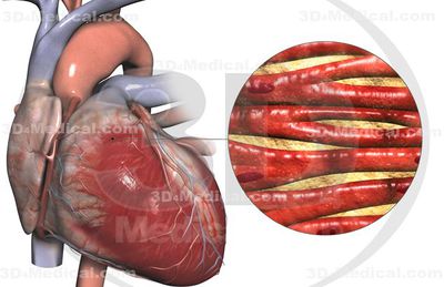 Cardiac muscle.jpg