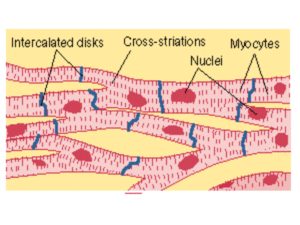 MuscleCardiacCells.gif