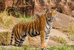 Tiger ಹುಲಿ.jpg