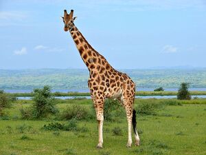 Giraffe ಜಿರಾಫೆ.jpg