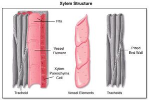 Xylemstructure.jpg