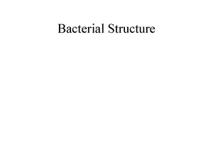 Bacterial Structures (1).pdf