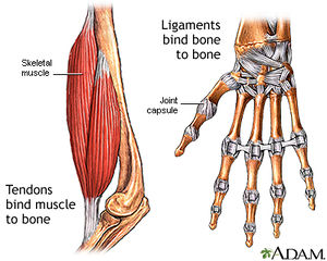 Tendons ligaments.jpg