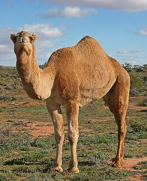 Camel ಒಂಟೆ.jpg
